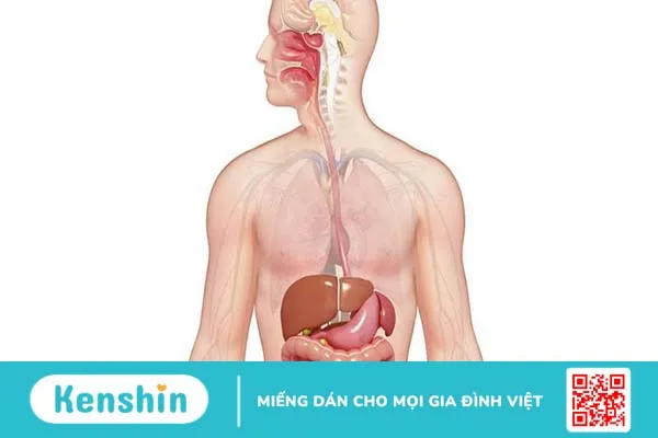 10 lợi ích của sữa nghệ không phải ai cũng biết 6