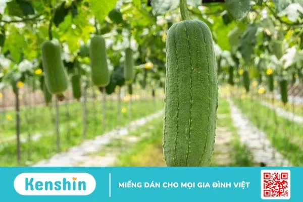 Ăn mướp có tốt không? Cần lưu ý điều gì khi sử dụng? 1