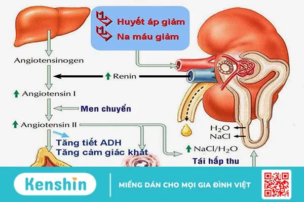 Angiotensin Aldosterone có vai trò gì trong điều hòa thể tích máu và huyết áp?