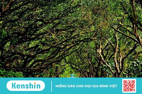 Bài tập mắt lác đơn giản hiệu quả 2