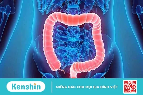 Có nhiều bài thuốc dân gian chữa hội chứng ruột kích thích an toàn và hiệu quả.-1