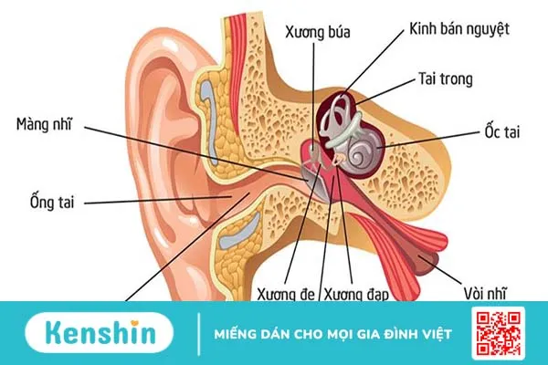 Bài thuốc chữa viêm tai giữa bằng thuốc đông y nào hiệu quả nhất? 1