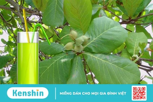 Bài thuốc lá bàng chữa viêm tai giữa hiệu quả bạn có biết? 2