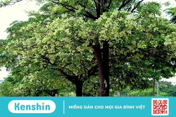 Cách sử dụng vỏ cây hoa sữa chữa xương khớp hiệu quả 1