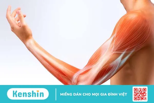 Bạn đã biết cơ thể người có khoảng bao nhiêu cơ 2