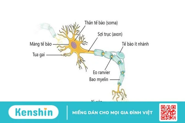 Bao myelin là gì? Bao myelin có tác dụng gì? 2