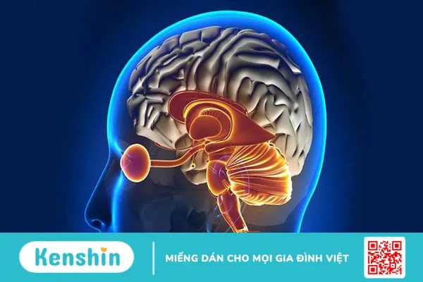 Bao myelin là gì? Bao myelin có tác dụng gì? 4