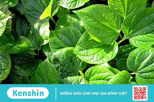 Bật mí: Bài thuốc xông chữa bệnh trĩ hiệu quả tại nhà mà bạn nên biết 3