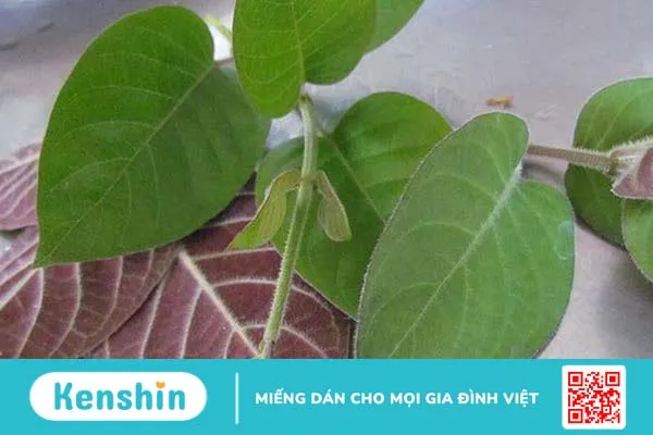 Bật mí các cách chữa viêm tai giữa bằng lá mơ lông hiệu quả 2