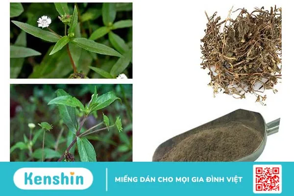 Bật mí các phương pháp sử dụng cây cỏ mực chữa bệnh trĩ 2