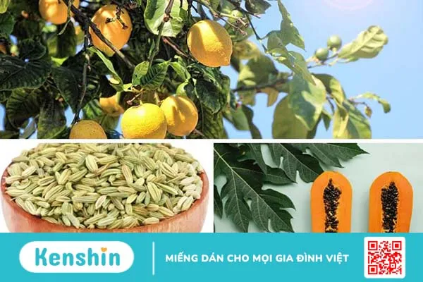 Bật mí cách chữa bướu cổ basedow bằng thuốc nam đơn giản hiệu quả 1