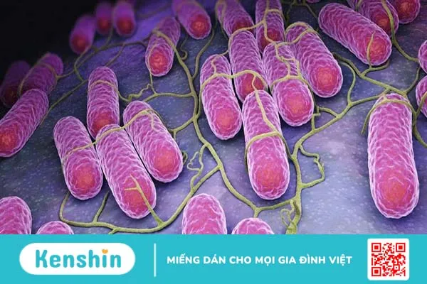 Vi khuẩn gây bệnh ho gà pertussis