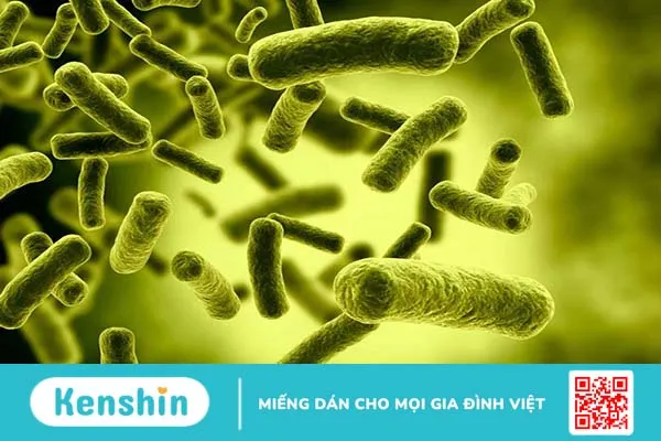 Bệnh Legionella nguyên nhân do đâu? Cách điều trị ra sao? 1