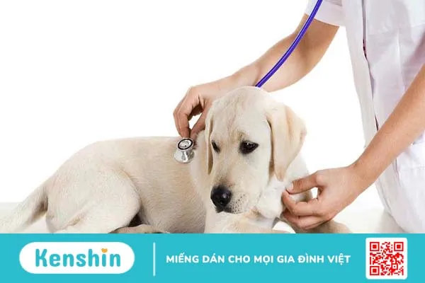 Bệnh parvo ở chó có lây sang người không? Nguyên nhân là do đâu? 1