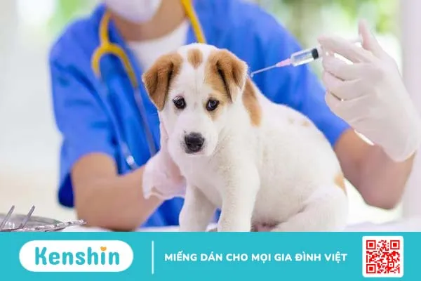 Bệnh parvo ở chó có lây sang người không? Nguyên nhân là do đâu? 3