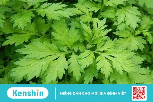 Bệnh rối loạn kinh nguyệt uống cây gì hiệu quả? 1