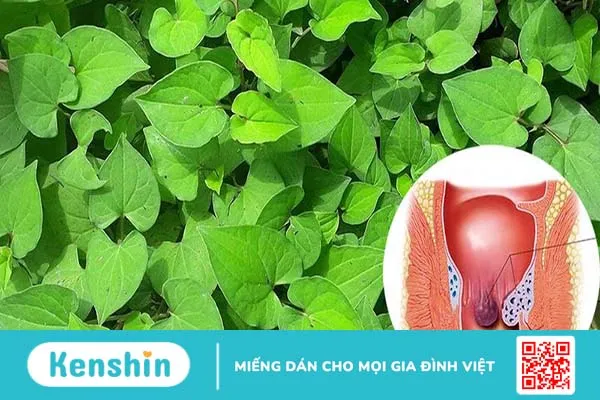 Bệnh trĩ là gì? 3 cách chữa trĩ hiệu quả tại nhà 2