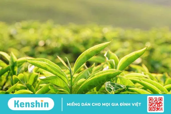 Bị ngứa nách khi dùng lăn khử mùi thì xử trí như thế nào? 3