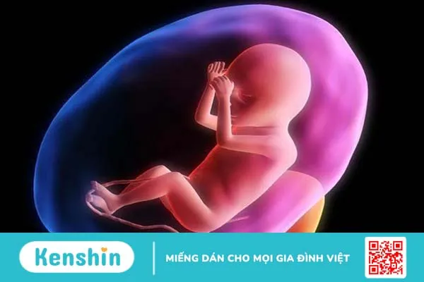 Bị nhiễm Parvovirus B19 trong thời kỳ mang thai có sao không? 3