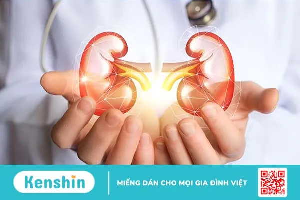 Ca ghép thận lợn được chỉnh sửa gen cho người đầu tiên trên thế giới 1