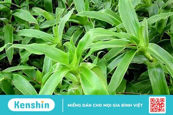 Cây lược vàng được sử dụng để chữa lành vết thương do bệnh trĩ gây ra