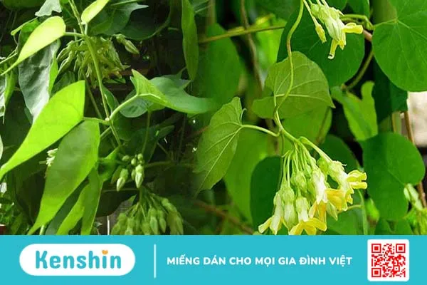 Cây thiên lý còn được sử dụng như một bài thuốc để điều trị bệnh trĩ và làm sạch dạ con