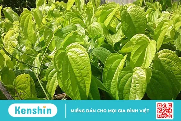 Cách chữa bệnh trĩ ngoại tại nhà hiệu quả nhất 2