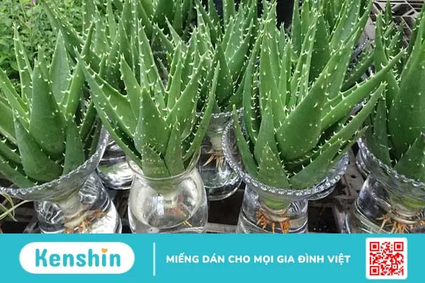 Cách chữa hội chứng ruột kích thích tại nhà đơn giản mà hiệu quả-2