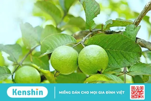 Cách chữa hội chứng ruột kích thích tại nhà đơn giản mà hiệu quả-4