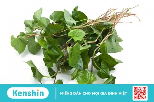 Cách chữa viêm tai giữa bằng rau diếp cá đơn giản và hiệu quả2