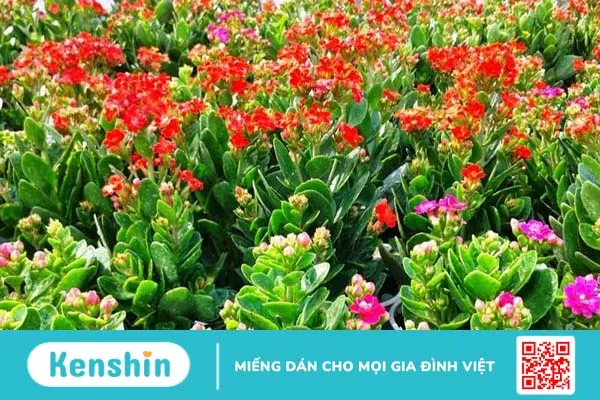 Chữa viêm tai giữa dân gian hiệu quả bất ngờ 4