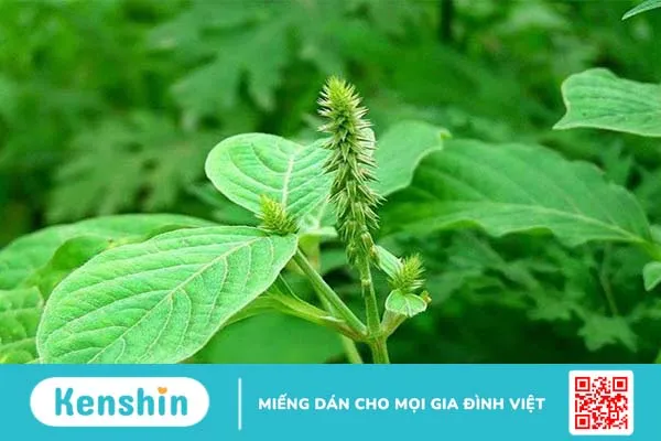 Cách dùng cây cỏ xước chữa bệnh trĩ an toàn và hiệu quả 2