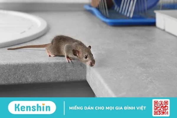 Cách đuổi chuột hiệu quả đảm bảo sức khỏe cho cả gia đình 2