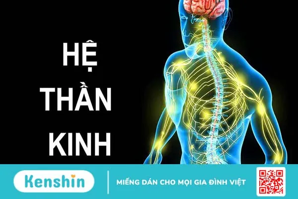 Cách hệ thần kinh trung ương hoạt động như thế nào? 1