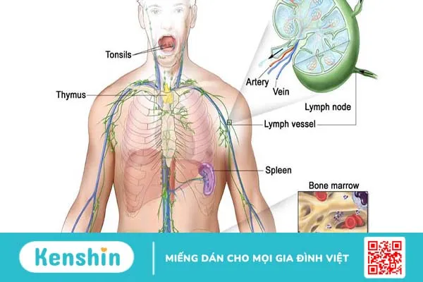 Cách hệ thần kinh trung ương hoạt động như thế nào? 2