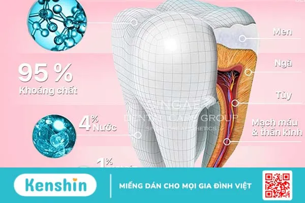 Lớp men răng bọc ngoài cùng của răng