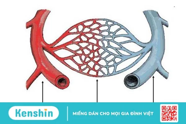 Sơ cứu vết thương chảy máu mao mạch và tĩnh mạch đúng cách, an toàn 2