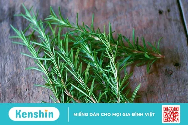 Cách sử dụng cây hương thảo đuổi hiệu quả 1