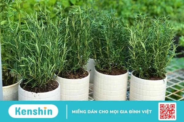 Cách sử dụng cây hương thảo đuổi hiệu quả 3