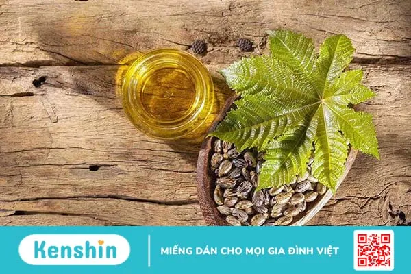 Cách sử dụng lá thầu dầu tía chữa bệnh trĩ hiệu quả nhất 2