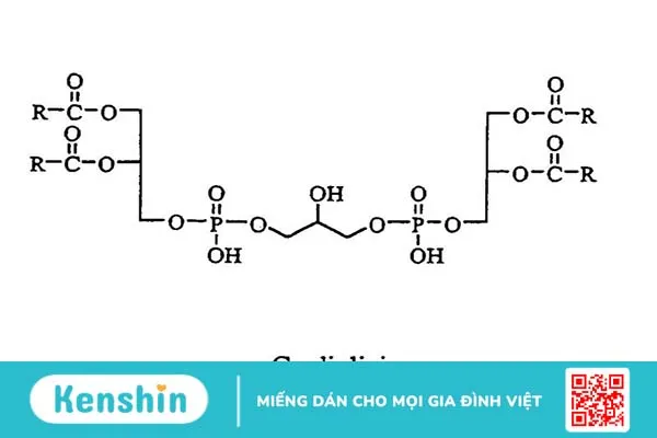 Kháng thể kháng cardiolipin antibody là gì? -1