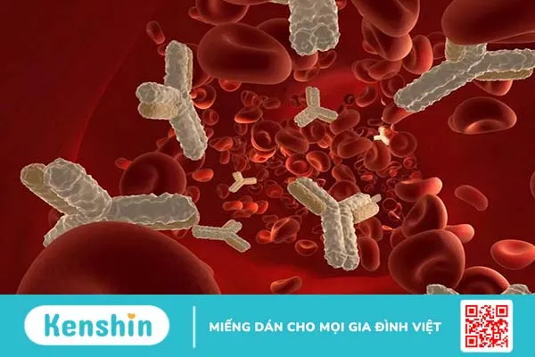 Kháng thể kháng cardiolipin antibody là gì? -2