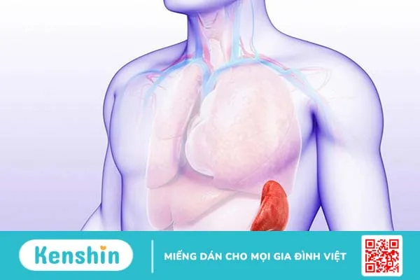 Vì sao phải cắt bỏ lá lách? Cắt bỏ lá lách có ảnh hưởng gì không? 1