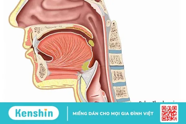 Cắt polyp thanh quản phải kiêng nói bao lâu? -2