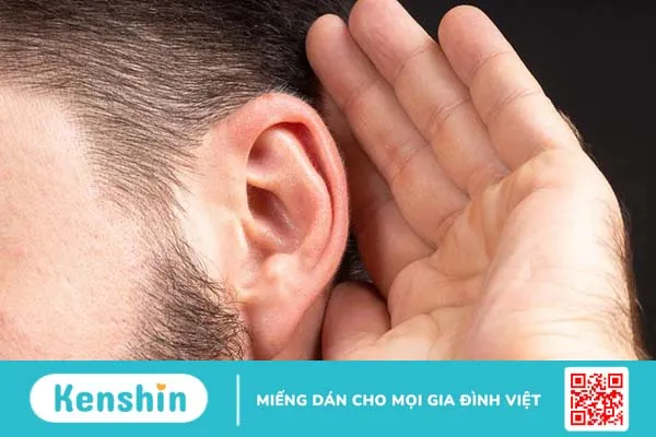 Cấu trúc giải phẫu tai người, chức năng và các vấn đề thường gặp 1