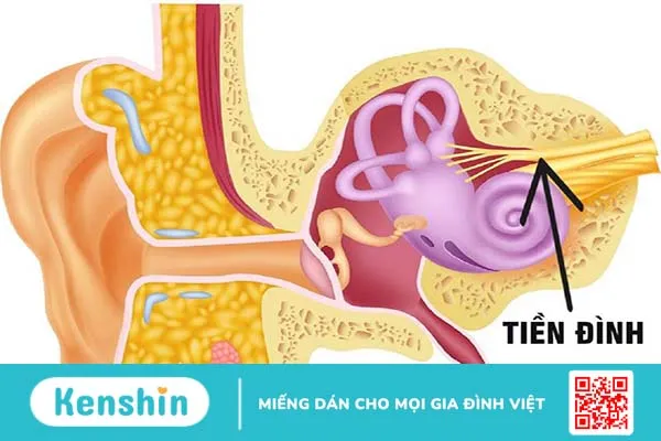 Cấu trúc giải phẫu tai người, chức năng và các vấn đề thường gặp 2