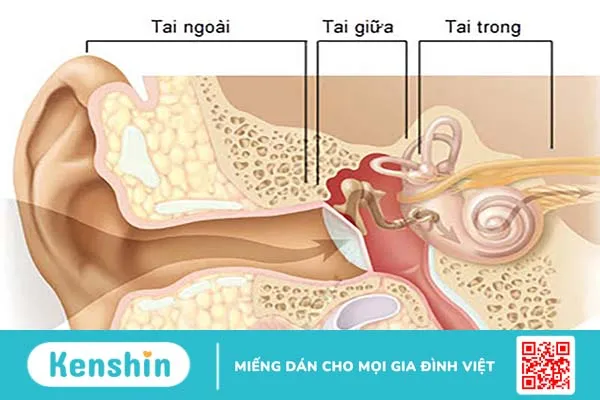 Cấu trúc giải phẫu tai người, chức năng và các vấn đề thường gặp 3