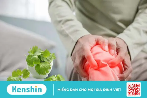 Cây mùi già có tác dụng gì? Vì sao phải tắm mùi già vào 30 Tết? 4