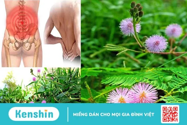 Cây xấu hổ chữa bệnh gì là thắc mắc của nhiều bệnh nhân