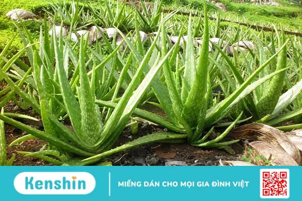 trị rạn da sau sinh bằng nha đam 1